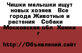   Чишки-малышки ищут новых хозяев - Все города Животные и растения » Собаки   . Московская обл.,Химки г.